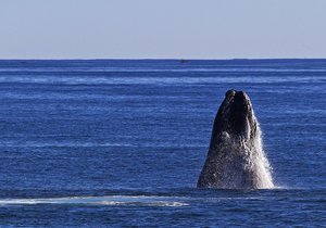 Meet the Marine Big 5 - Gansbaai Daily Blog